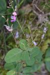 Desmodium obtusum (Muhl. ex Willd.) DC.