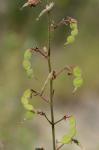 Desmodium obtusum (Muhl. ex Willd.) DC.