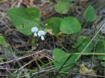 Desmodium ochroleucum M.A. Curtis ex Canby