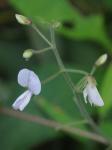 Desmodium ochroleucum M.A. Curtis ex Canby