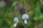 Desmodium ochroleucum M.A. Curtis ex Canby
