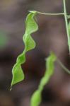 Desmodium ochroleucum M.A. Curtis ex Canby