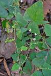 Desmodium ochroleucum M.A. Curtis ex Canby