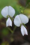 Desmodium ochroleucum M.A. Curtis ex Canby