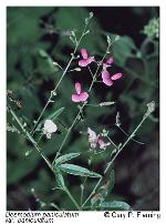 Desmodium paniculatum (L.) DC. var. paniculatum