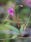 Desmodium paniculatum (L.) DC. var. paniculatum