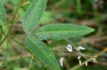Desmodium paniculatum (L.) DC. var. paniculatum