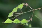 Desmodium paniculatum (L.) DC. var. paniculatum