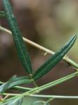 Desmodium paniculatum (L.) DC. var. paniculatum