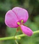 Desmodium paniculatum (L.) DC. var. paniculatum