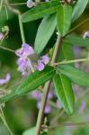 Desmodium paniculatum (L.) DC. var. epetiolatum Schub.