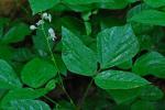 Hylodesmum pauciflorum (Nutt.) H. Ohashi & R.R. Mill