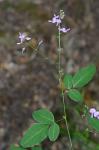 Desmodium perplexum Schub.