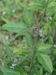 Desmodium perplexum Schub.