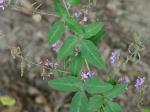Desmodium perplexum Schub.