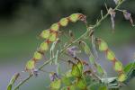 Desmodium perplexum Schub.