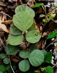 Desmodium rotundifolium DC.