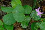 Desmodium rotundifolium DC.