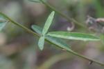 Desmodium sessilifolium (Torr.) Torr. & Gray