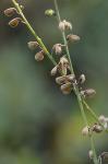 Desmodium sessilifolium (Torr.) Torr. & Gray