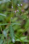 Desmodium sessilifolium (Torr.) Torr. & Gray