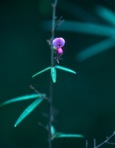 Desmodium sessilifolium (Torr.) Torr. & Gray