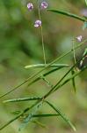 Desmodium strictum (Pursh) DC.