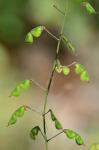Desmodium strictum (Pursh) DC.