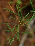 Desmodium strictum (Pursh) DC.