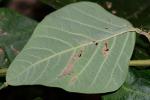 Desmodium viridiflorum (L.) DC.