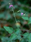 Desmodium viridiflorum (L.) DC.