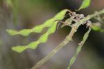 Desmodium viridiflorum (L.) DC.