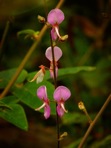 Desmodium viridiflorum (L.) DC.