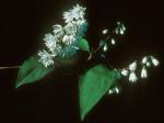 Deutzia scabra Thunb.