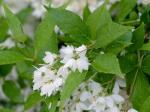 Deutzia scabra Thunb.
