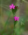 Dianthus armeria L.