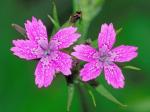 Dianthus armeria L.
