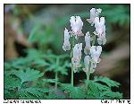 Dicentra canadensis (Goldie) Walp.
