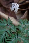 Dicentra canadensis (Goldie) Walp.