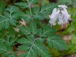 Dicentra canadensis (Goldie) Walp.
