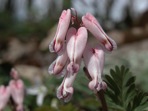 Dicentra canadensis (Goldie) Walp.