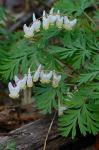 Dicentra cucullaria (L.) Bernh.