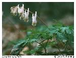 Dicentra cucullaria (L.) Bernh.