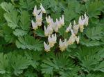 Dicentra cucullaria (L.) Bernh.
