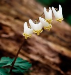 Dicentra cucullaria (L.) Bernh.