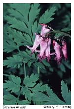 Dicentra eximia (Ker-Gawl.) Torr.