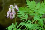 Dicentra eximia (Ker-Gawl.) Torr.