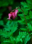 Dicentra eximia (Ker-Gawl.) Torr.