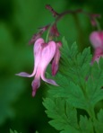 Dicentra eximia (Ker-Gawl.) Torr.