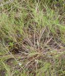 Dichanthelium aciculare (Desv. ex Poir.) Gould & C.A. Clark